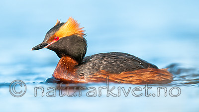 BB 10 0372 / Podiceps auritus / Horndykker